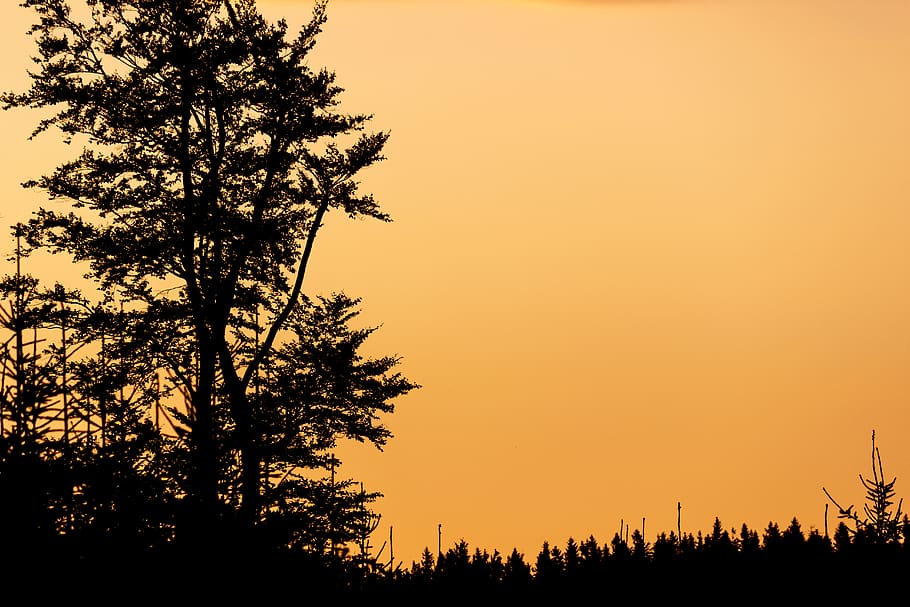 sunset, sky, yellow, trees, forest, nature, plant, silhouette HD wallpaper