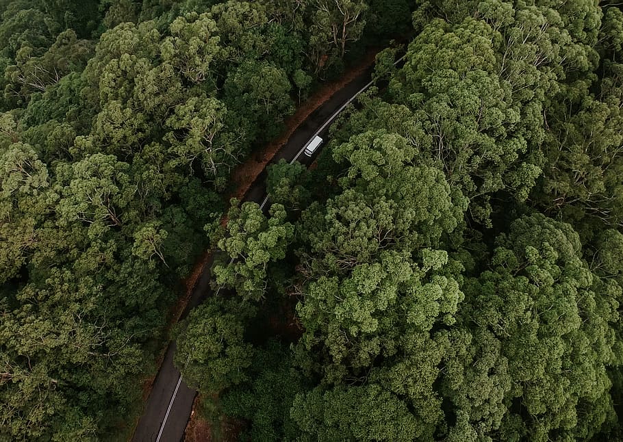 aerial photography of road in between trees, drone view, forest, HD wallpaper