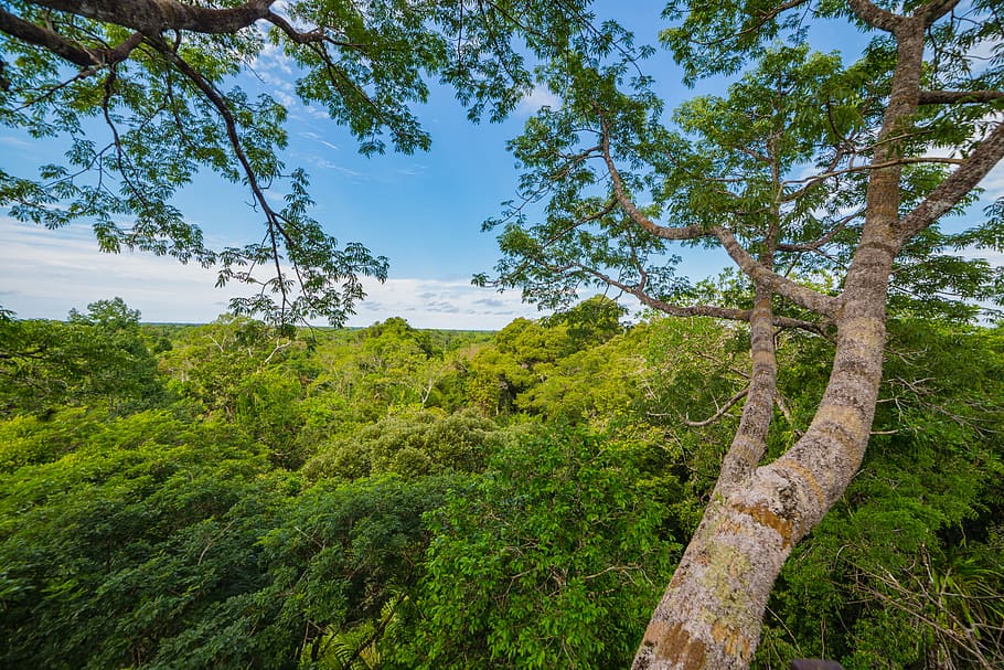 peru, manú, amazonia lodge, blue sky, clouds, paradise, trees, HD wallpaper