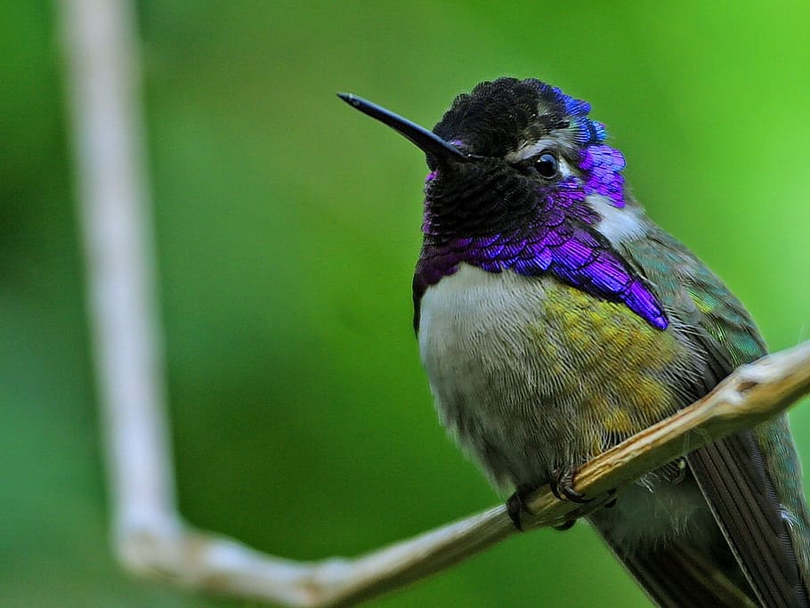hummingbird, violet head elf, costa's hummingbird, calypte costae, HD wallpaper