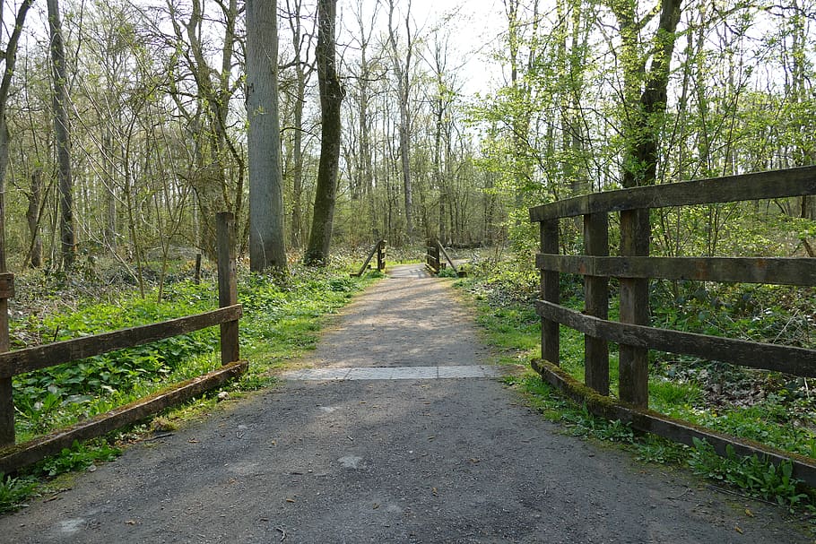 path, forest, trees, nature, landscape, wood, trail, direction HD wallpaper