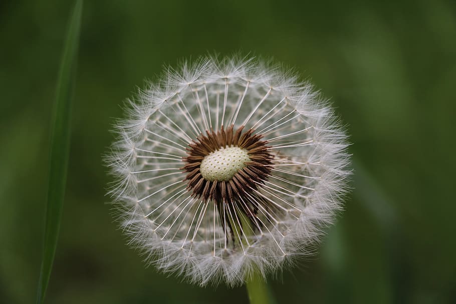 macro, closeup, dandelion, color, tones, nature, flower, macrophotography HD wallpaper