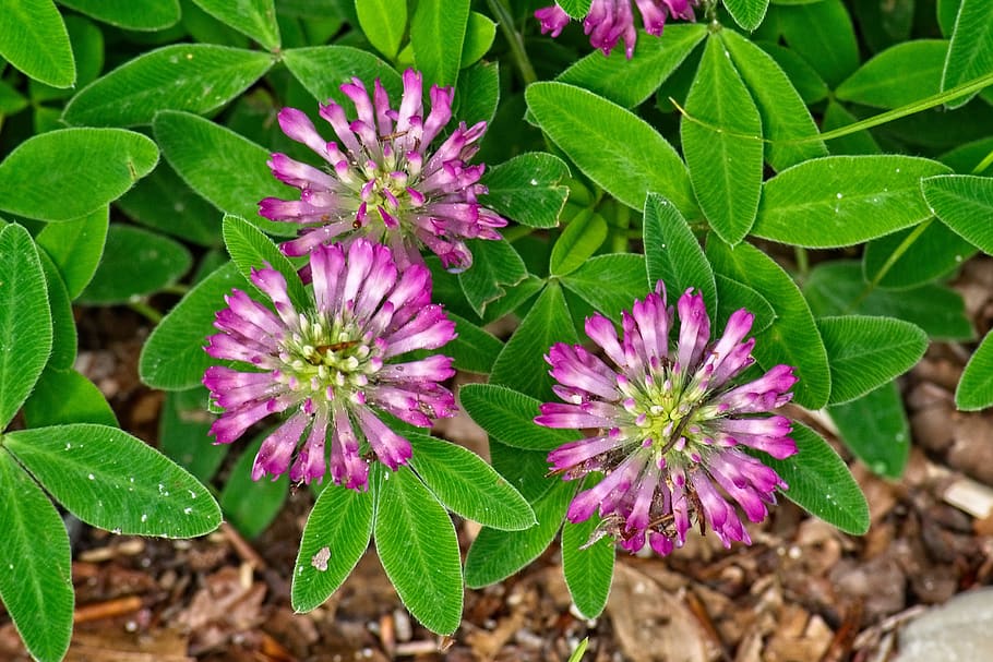 klee, medium clover, trifolium medium, fabaceae, grassland plants HD wallpaper
