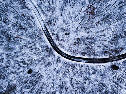 hair strand, snow, tree, frost, outdoors, ice, street, road, forest HD wallpaper