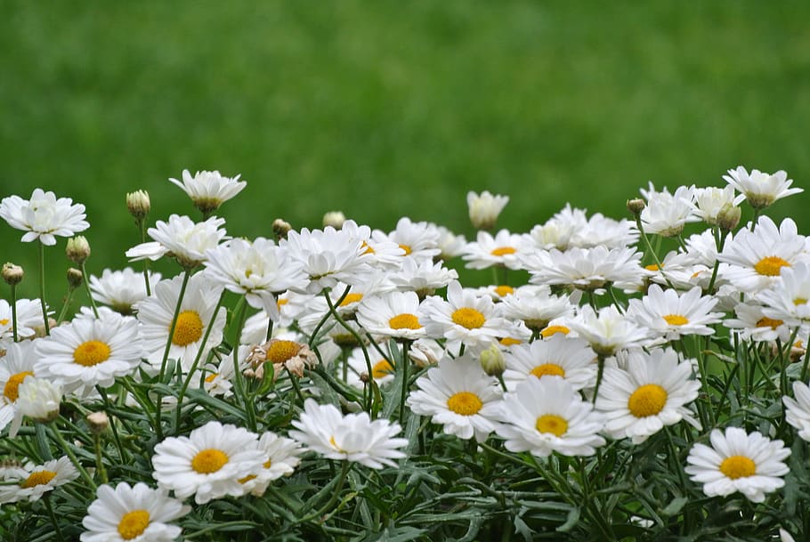 nature, summer, spring, flower, floral, background, garden HD wallpaper