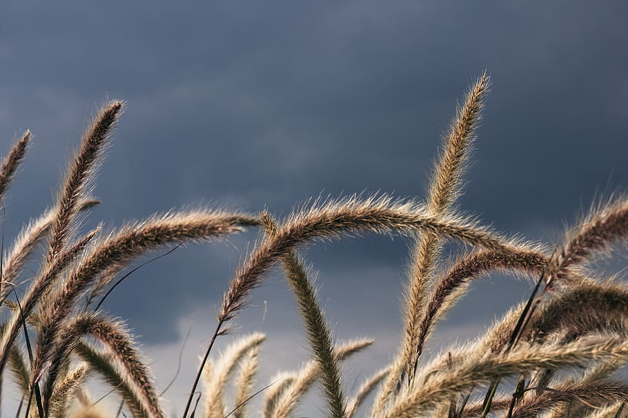 dark clouds, sky, cloud - sky, no people, nature, plant, day HD wallpaper