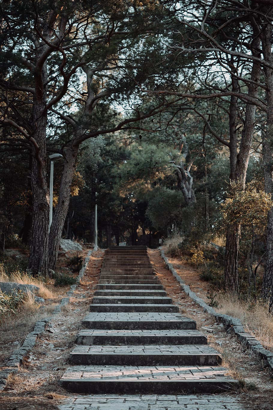 Empty Stairway, footpath, park, stairs, steps, trees, plant, direction HD wallpaper
