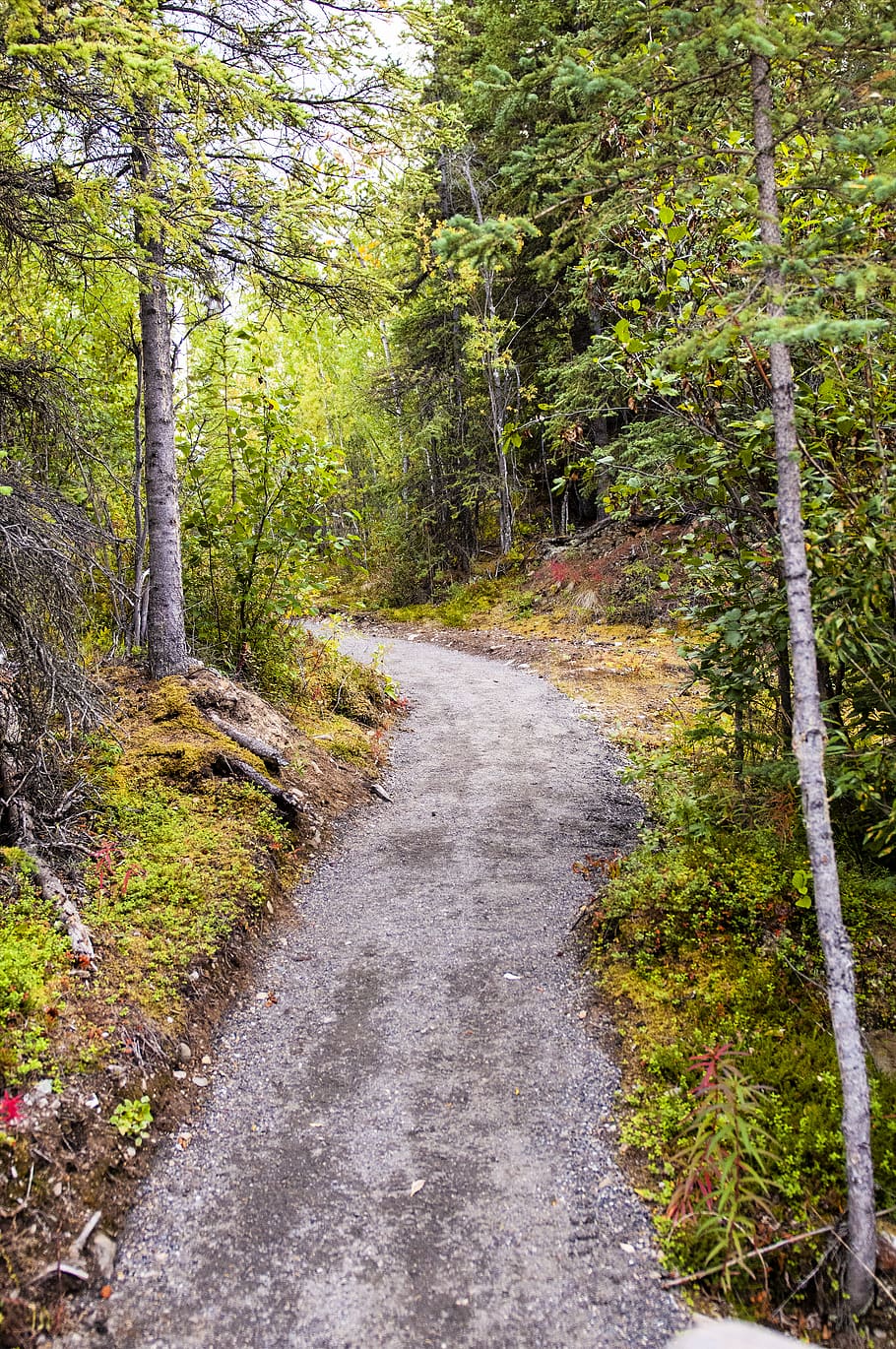 Empty Road, forest, guidance, path, trails, trees, woods, plant HD wallpaper