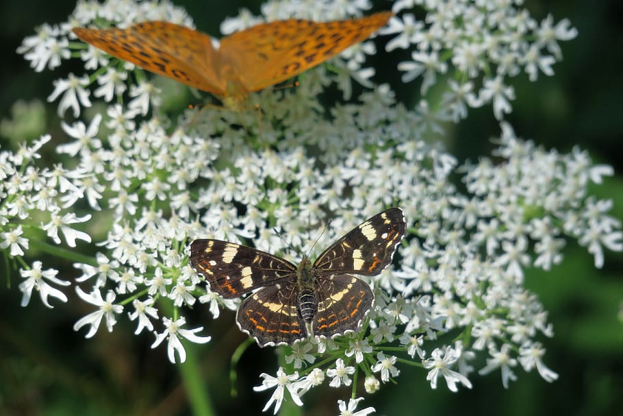 fritillary, butterfly, insect, edelfalter, blossom, bloom, forest HD wallpaper