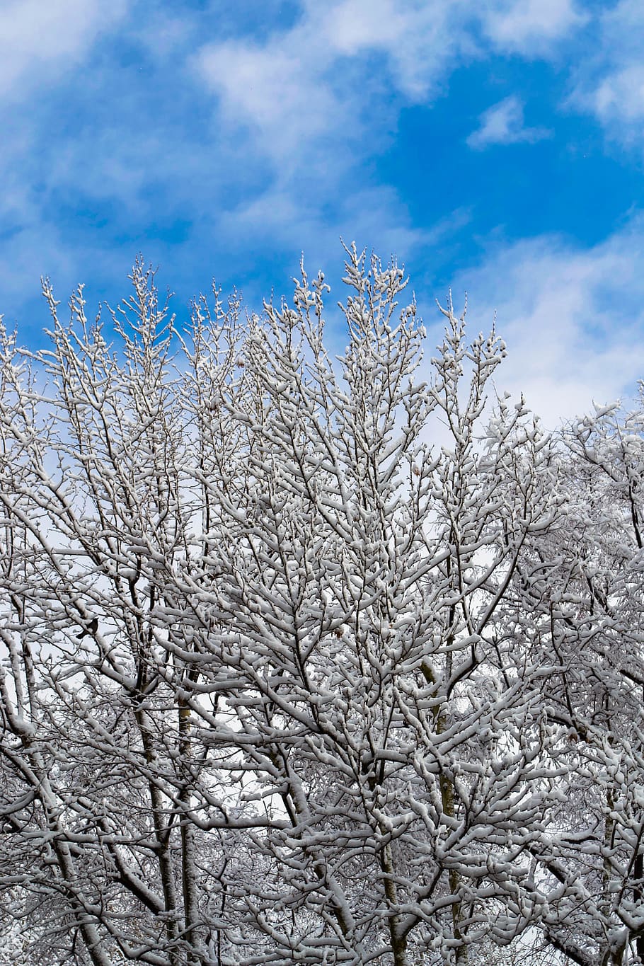 italy, rome, tree, sky, cloud - sky, plant, low angle view HD wallpaper