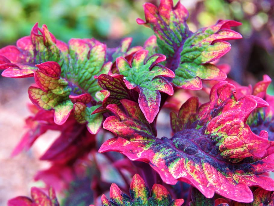 coleus, plant, leaves, colorful, nature, garden, summer, growth, HD wallpaper