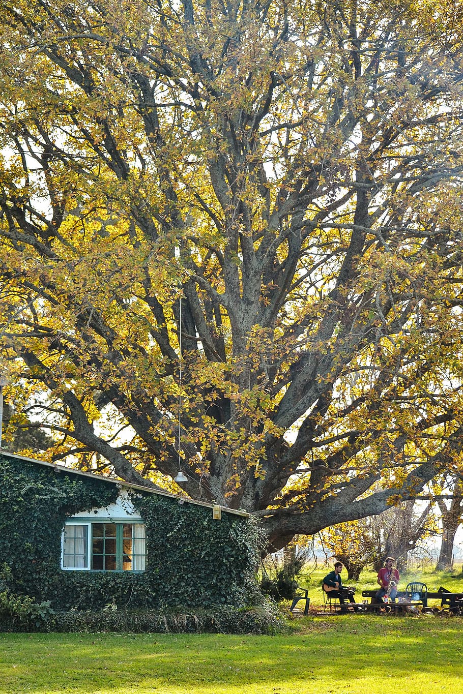 argentina, ayacucho, tree, plant, building exterior, nature HD wallpaper