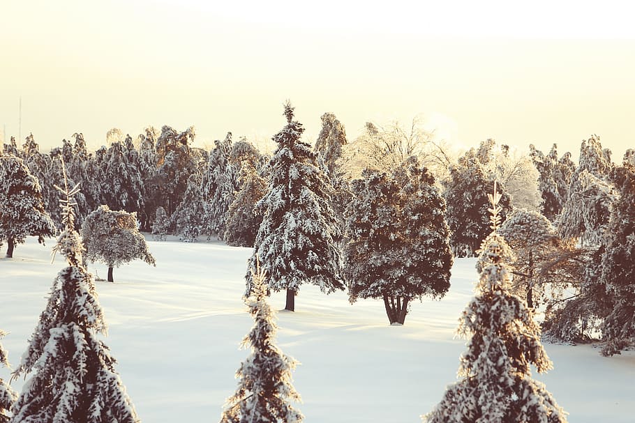 snow, trees, nature, quebec, white, woods, plant, cold temperature HD wallpaper