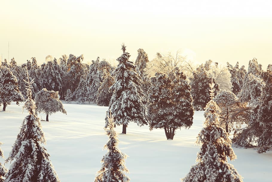winter, snow, trees, cold, canada, quebec, nature, outdoors HD wallpaper