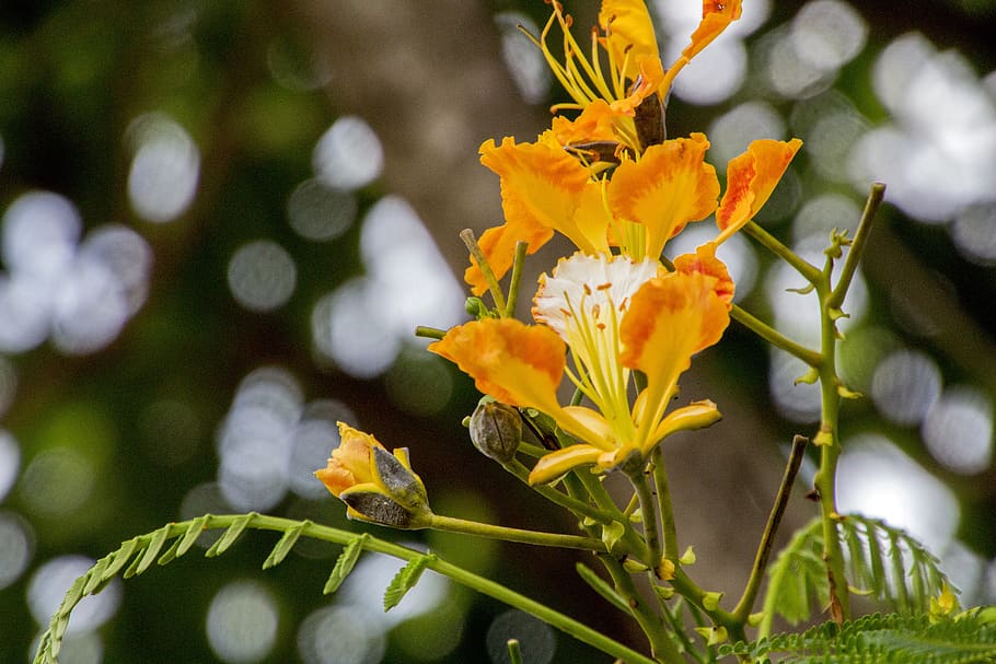 flamboyant, flower, flowers, tree, nature, plant, leaves, exotic HD wallpaper