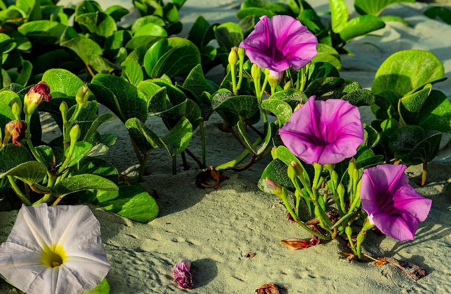 HD wallpaper: beach morning glory, bloom, flowers, do patti lata,  maryada-vel | Wallpaper Flare