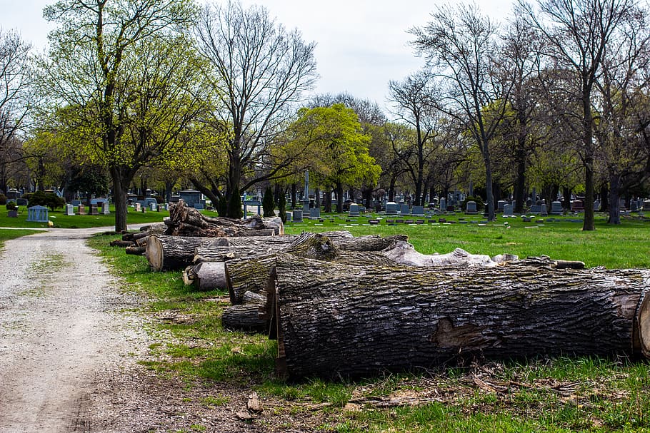 ground, plant, tree, grass, tree trunk, wood, tree stump, lawn HD wallpaper