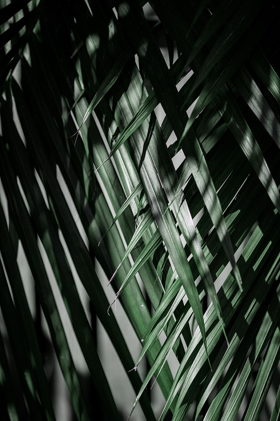 green leafed plant, melbourne, australia, palm tree, arecaceae HD wallpaper