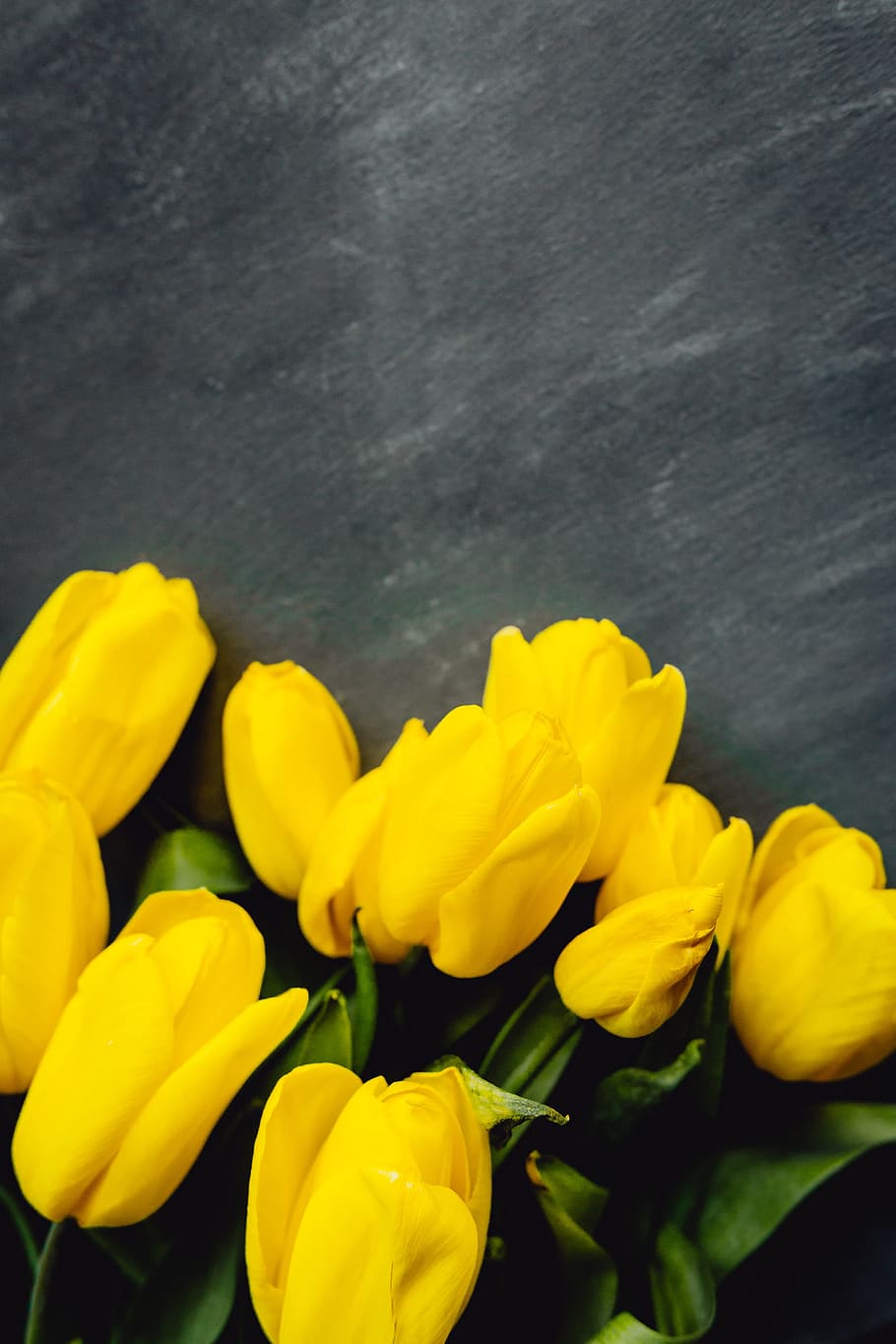 Colorful flowers on grey background with copy space, bloom, floral HD wallpaper