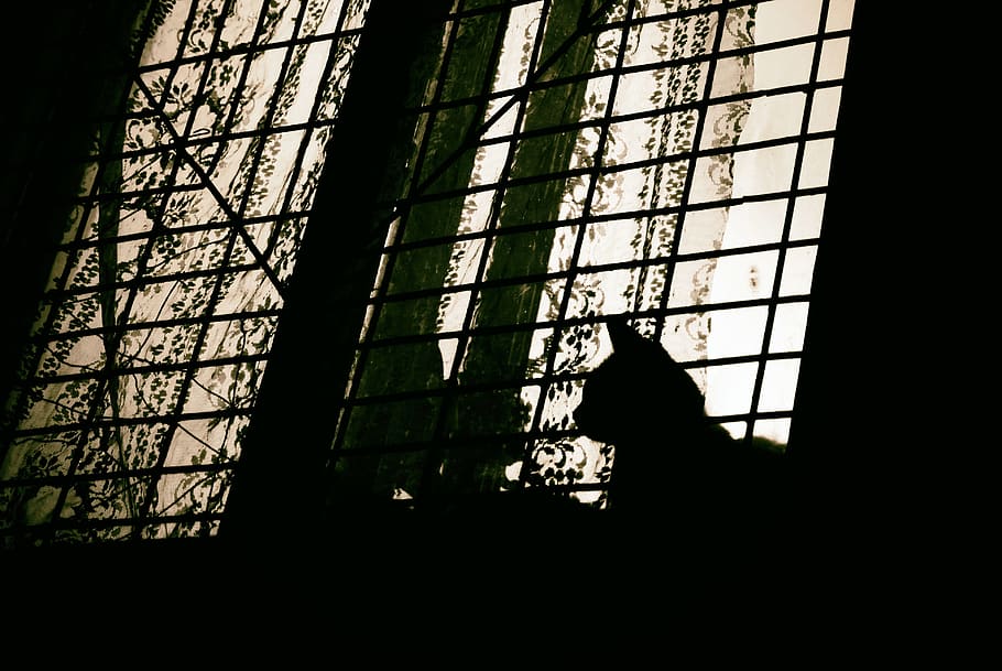 cat, window, night, shadow, curtain, bars, silhouette, indoors HD wallpaper