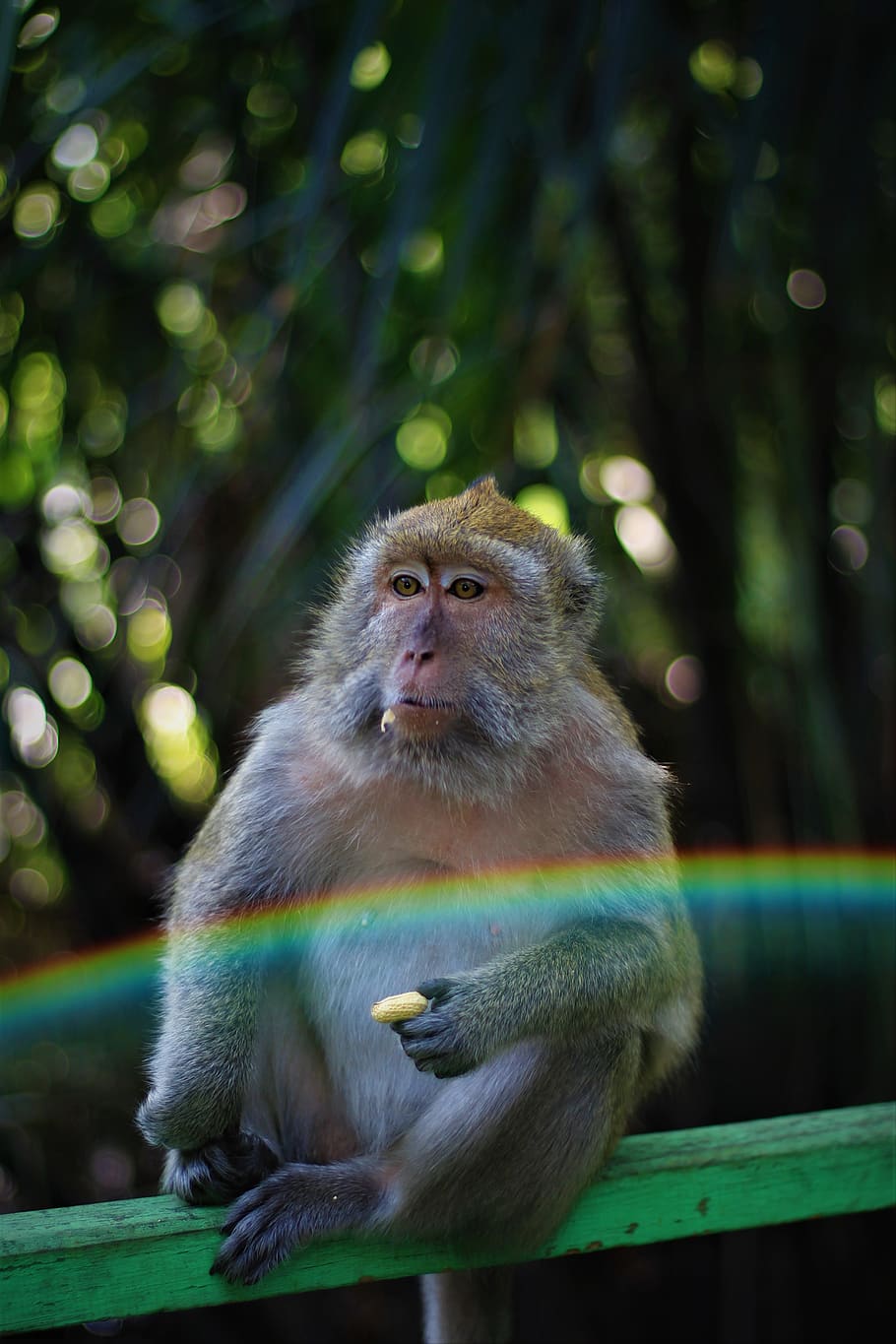 brown monkey sitting on wood, primate, animal wildlife, animals in the wild HD wallpaper