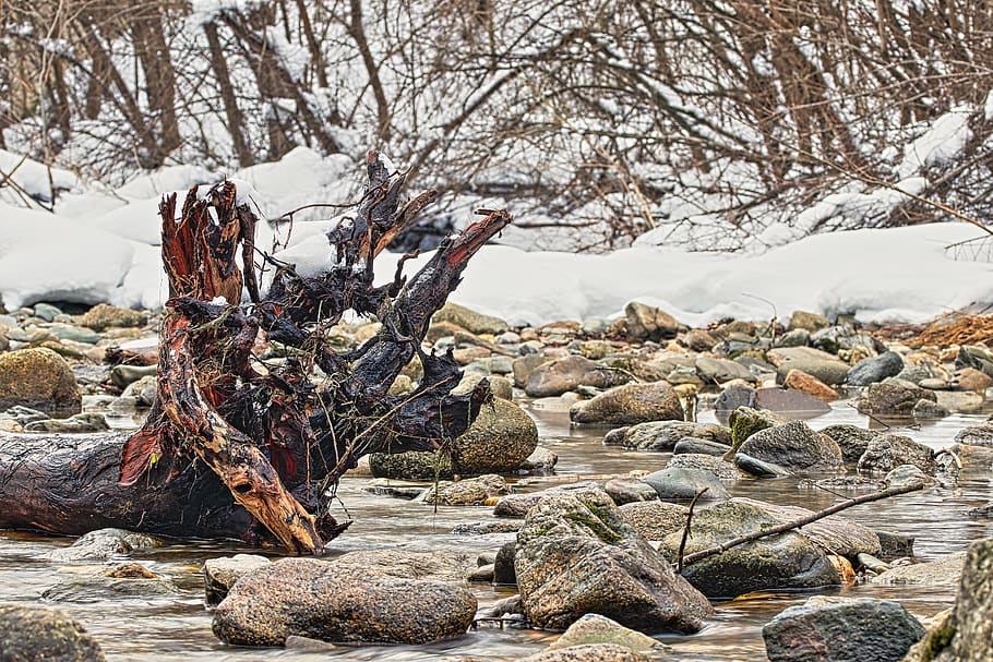 tree, root, nature, tree root, log, wood, old, tribe, bach HD wallpaper