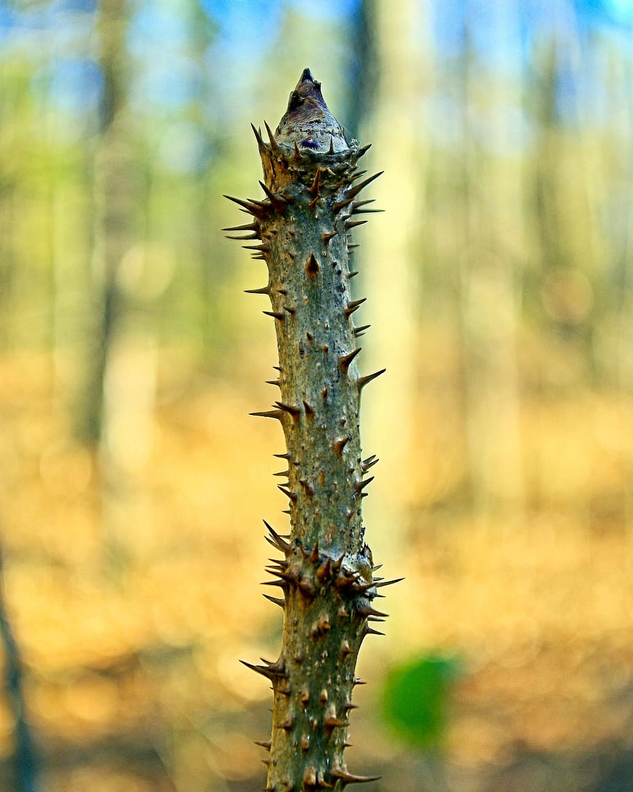 devil's walkingstick, sharp, spiny, flora, botany, thorns, prickly HD wallpaper