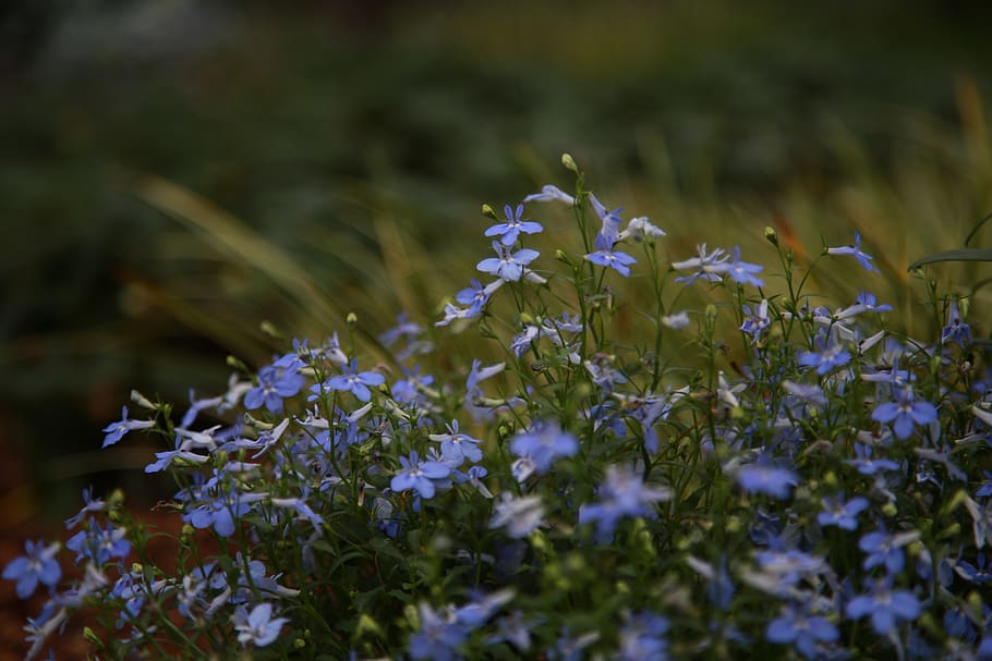 wildflower, flowers, plants, spring, nature, flowering, flowering plant HD wallpaper