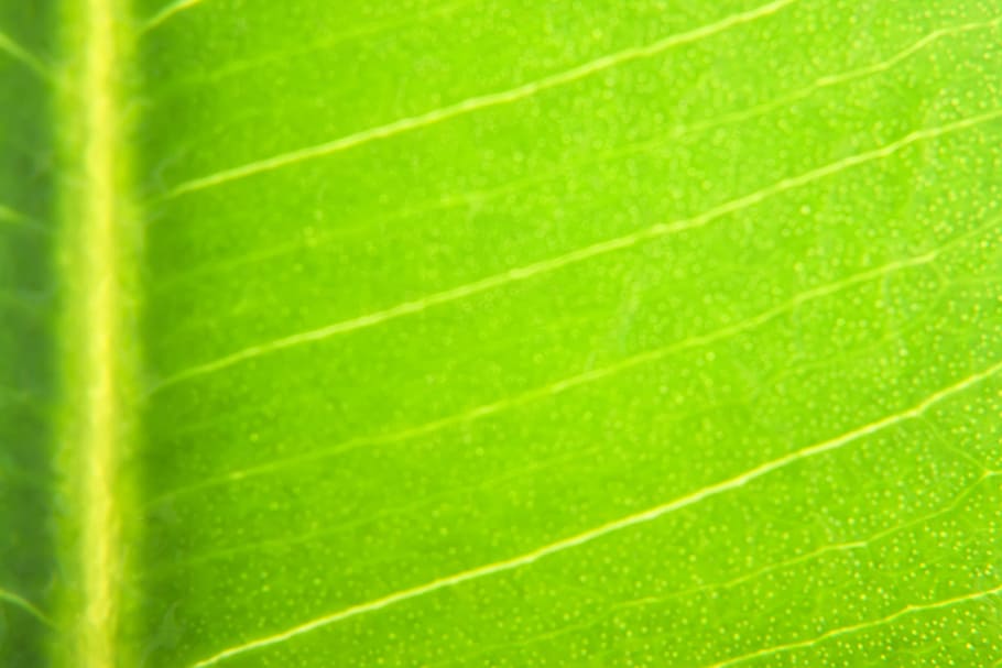 background, botany, flora, floral, flores, foliage, green, growing HD wallpaper