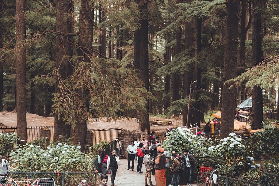 People Across Green Woods, crowd, daylight, environment, flowers HD wallpaper