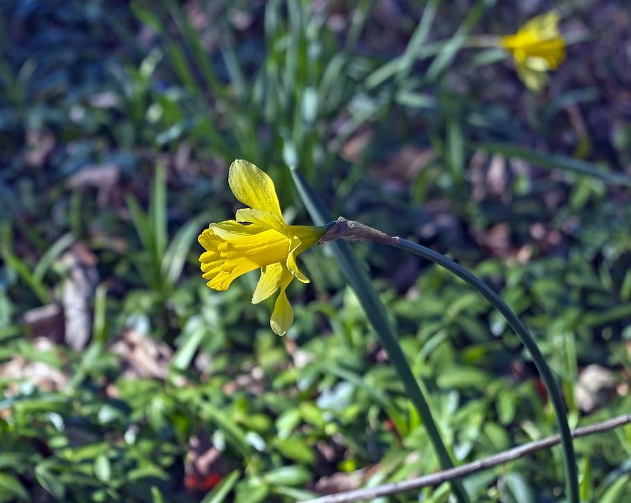 arkansas ozarks daffodils 2019, garden, bloom, plant, flowers, HD wallpaper