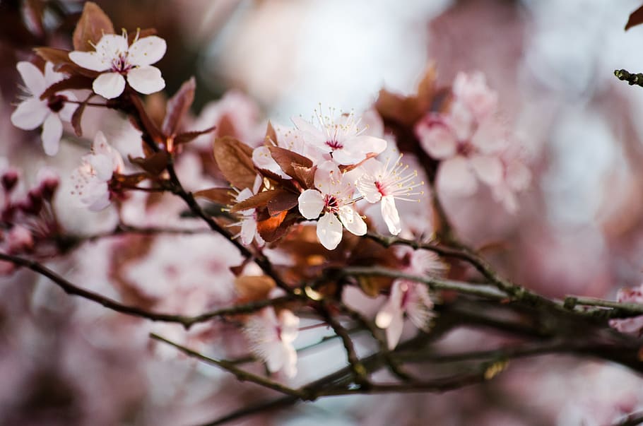 cherry blossoms, tree, plant, plants, floral, flowers, bloom, HD wallpaper