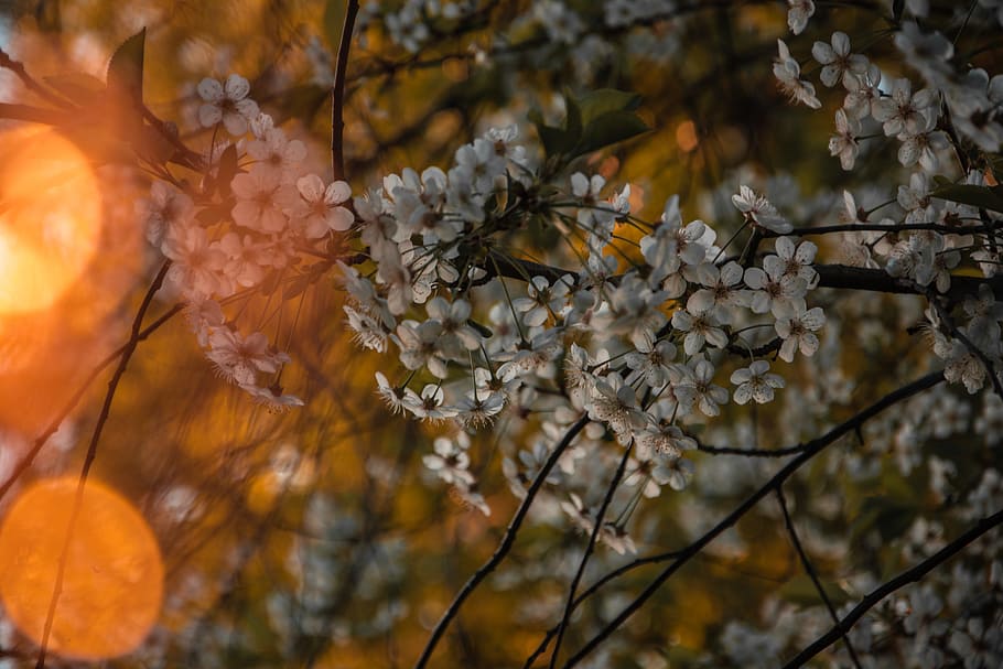 Selective Focus Photo Of White Petaled Flowers, bloom, blossom HD wallpaper