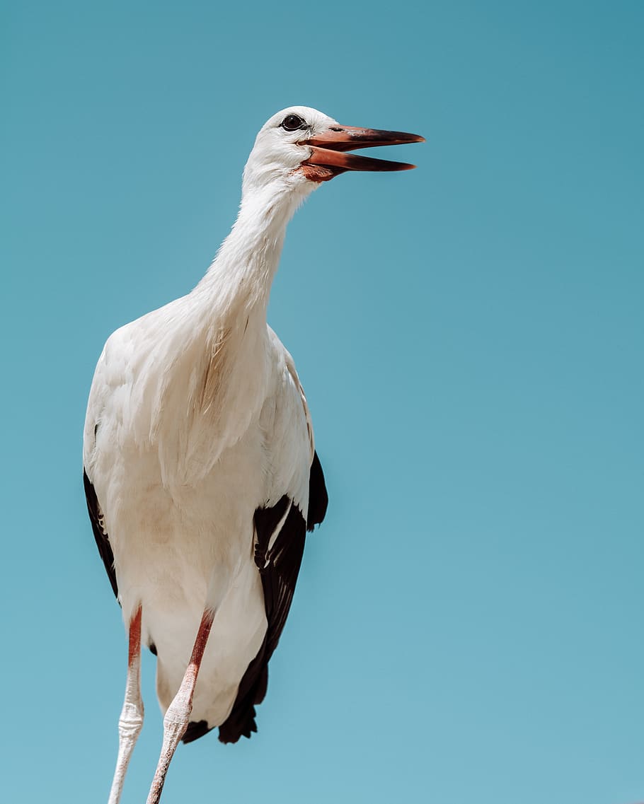 white and black stork, bird, one animal, animal themes, vertebrate HD wallpaper