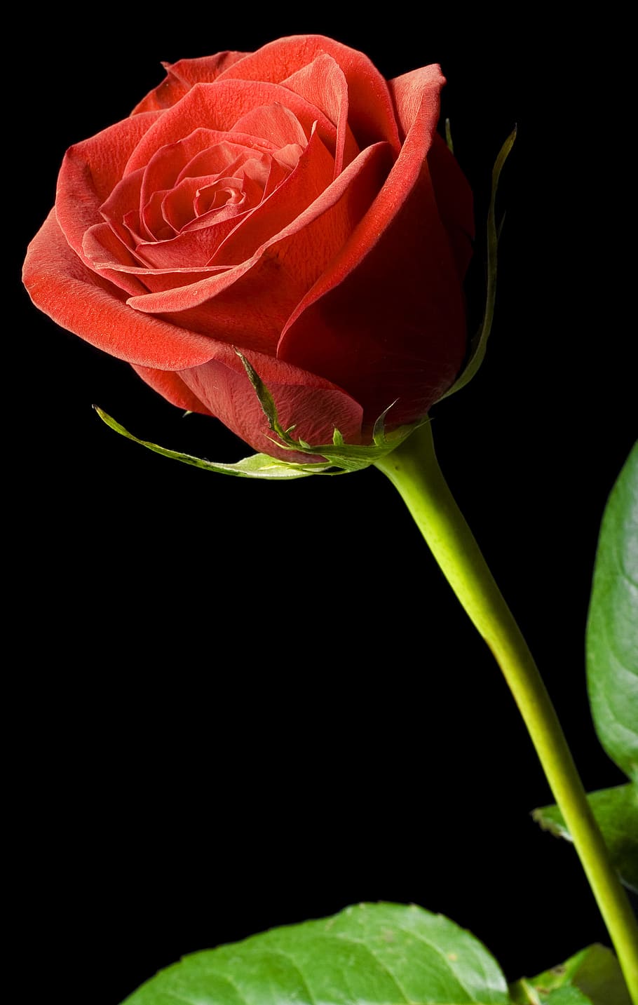 Hd Wallpaper Black Rose Red Background Closeup Isolated Nobody Petal Wallpaper Flare