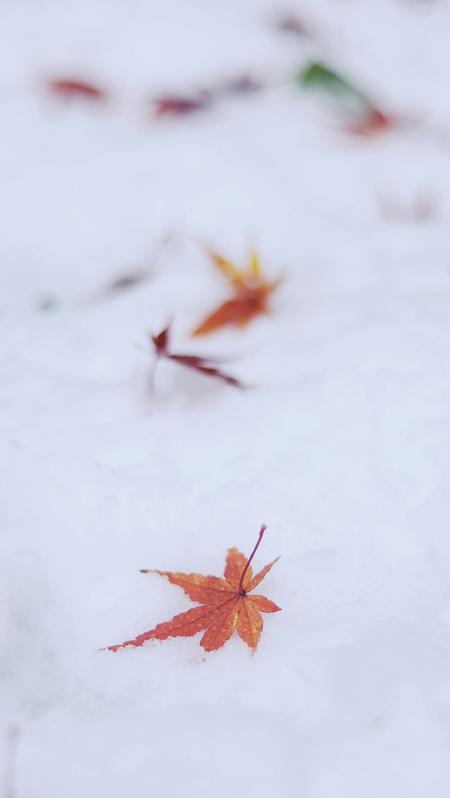 snow, maples, autumn, close-up, nature, orange color, no people HD wallpaper