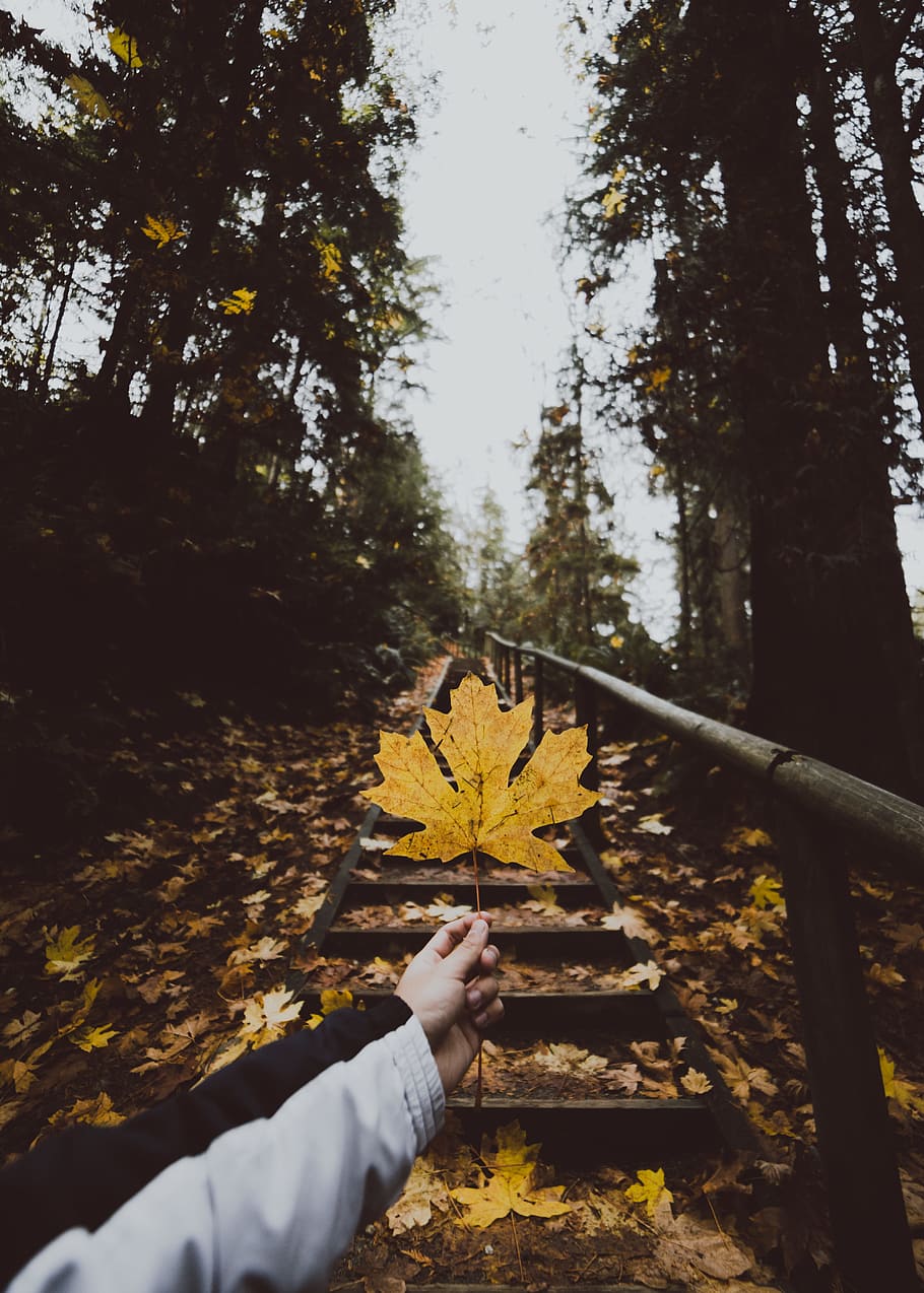 leaf, maple leaf, hand, holding, step, stair, outdoor, railing HD wallpaper