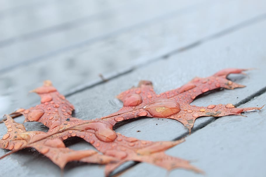oak, leaf, rain, rainy, water, water drops, fall, autumn, close-up HD wallpaper