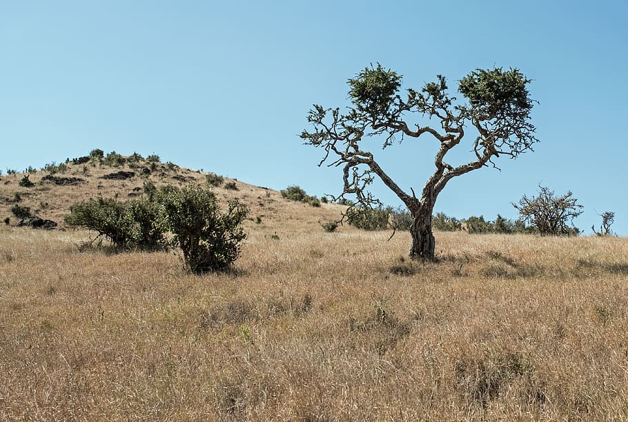 tree surrounded with brown grasses, savanna, nature, grassland HD wallpaper