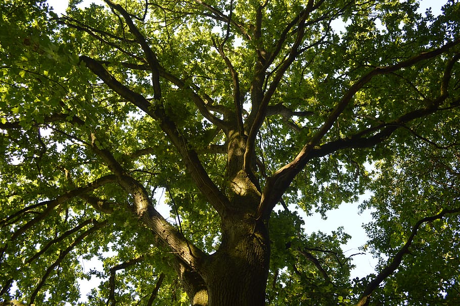 nature, green, tree, plant, low angle view, growth, day, sky HD wallpaper