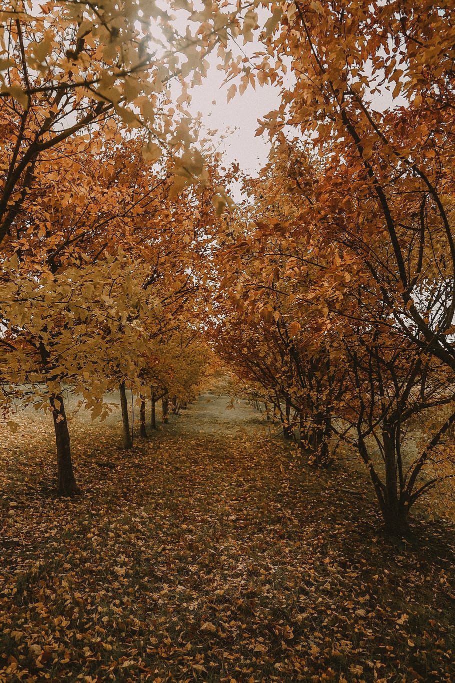 pathway between trees covered with withered leaves, autumn, change HD wallpaper