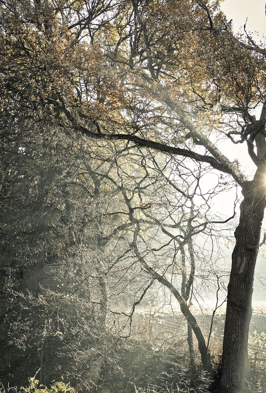 mystical, tree, forest, fog, autumn, mood, light, magic, romantic HD wallpaper