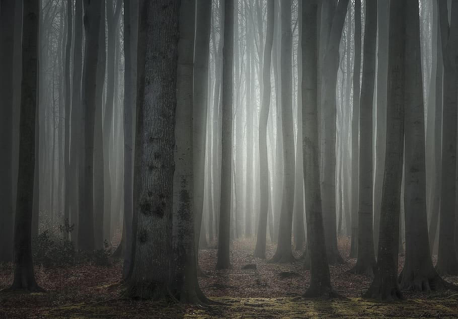 nature, forest, trees, light, morning, morgenstimmung, branches HD wallpaper