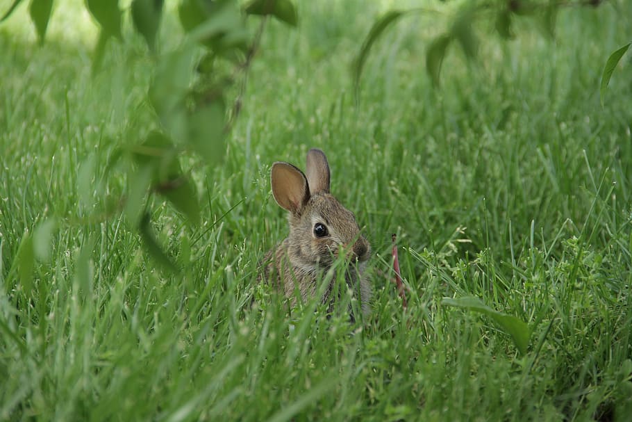 bunny, rabbit, hare, animal, rodent, mammal, spring, baby, wild hare, HD wallpaper