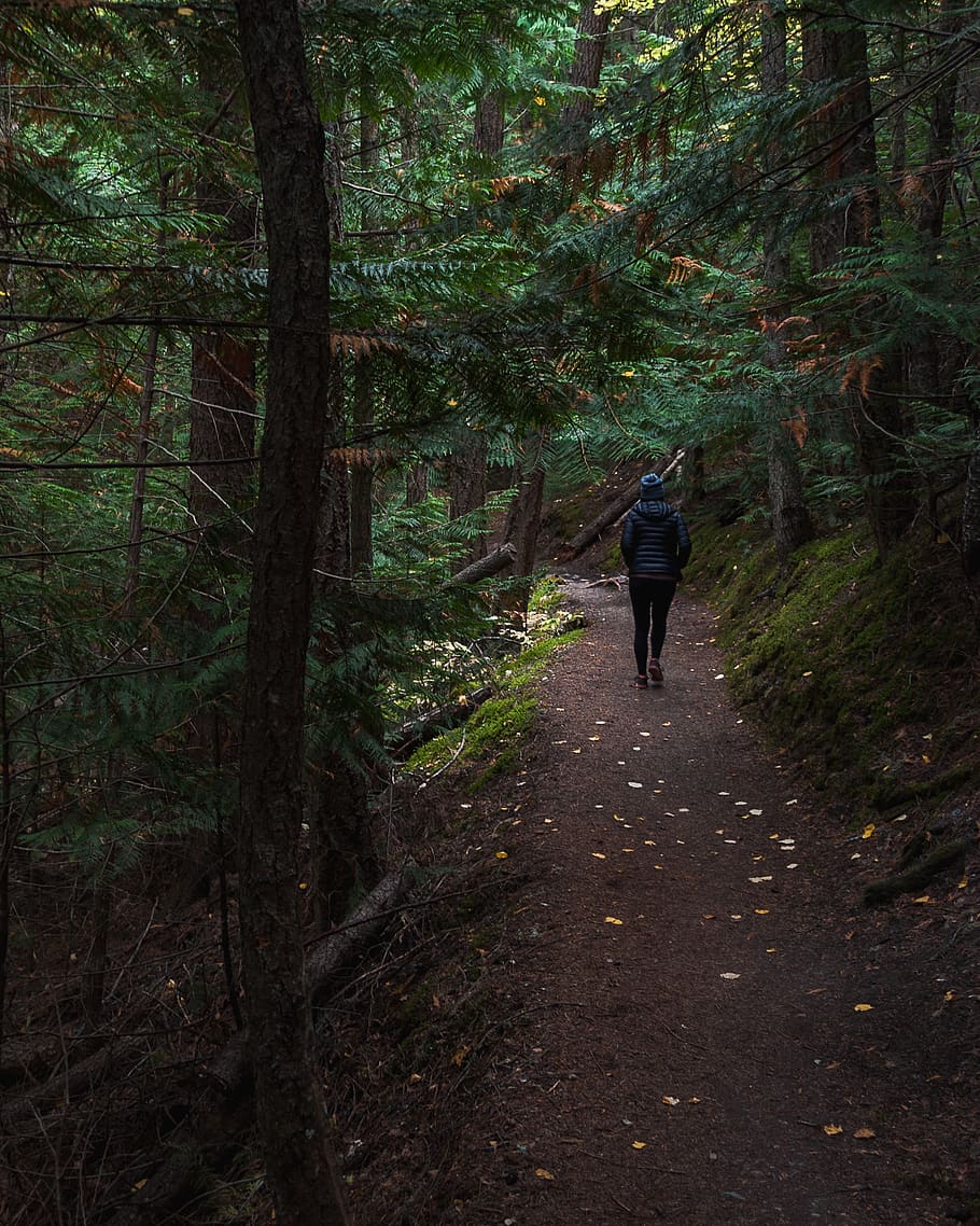 person in black jacket walking inside forest, outdoors, plant HD wallpaper