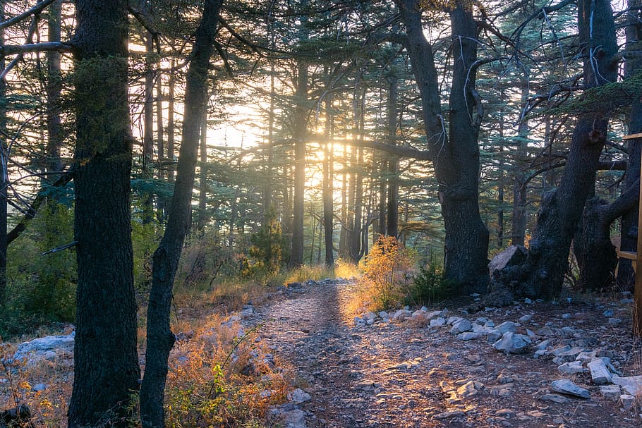 sun striking through the trees, sunlight, path, ground, trail HD wallpaper