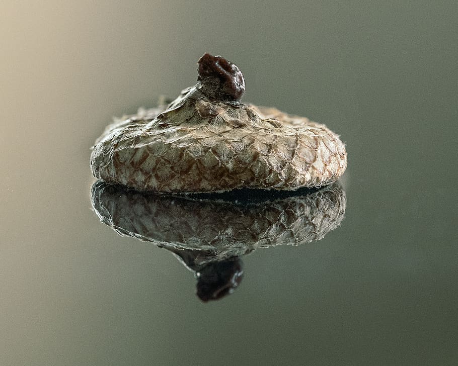 macro, reflections, acorm, texture, focus stacked, nature, close up HD wallpaper