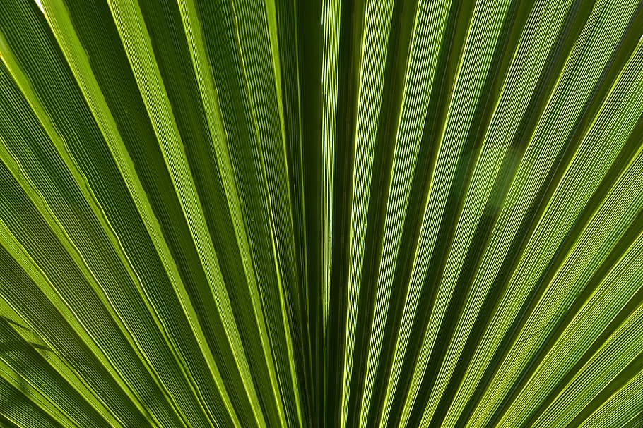 leaf, palm leaf, green, plant, palm fronds, tropical, nature HD wallpaper