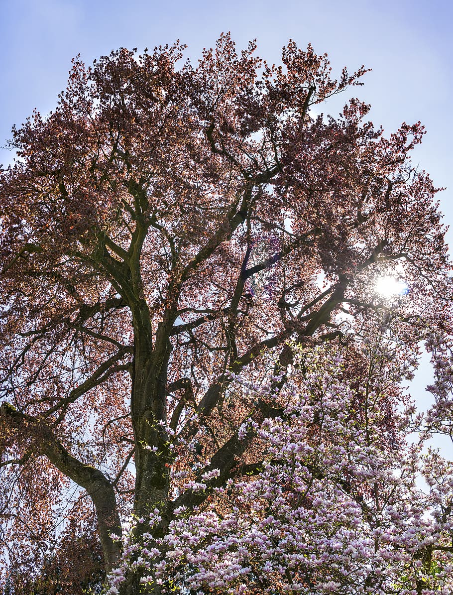 Red Leafed Tree, bloom, blooming, colors, daytime, environment HD wallpaper