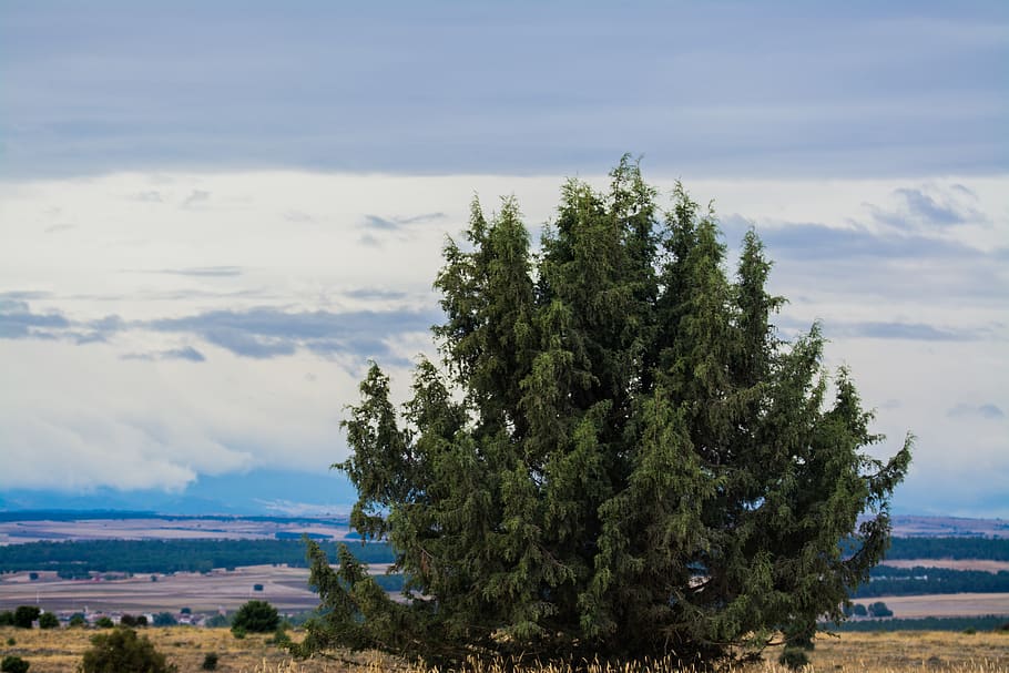 tree, plant, sky, cloud - sky, tranquility, nature, beauty in nature HD wallpaper